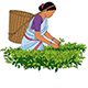 Tea Garden Visit
